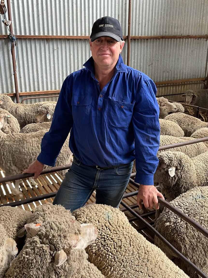 ‘Defeated’ Victorian farmers look for answers as livestock losses mount
