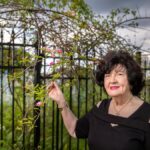 The rose that survived Hurricane Katrina—and now blooms across the country