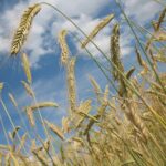Wheat Popping Higher at Midweek