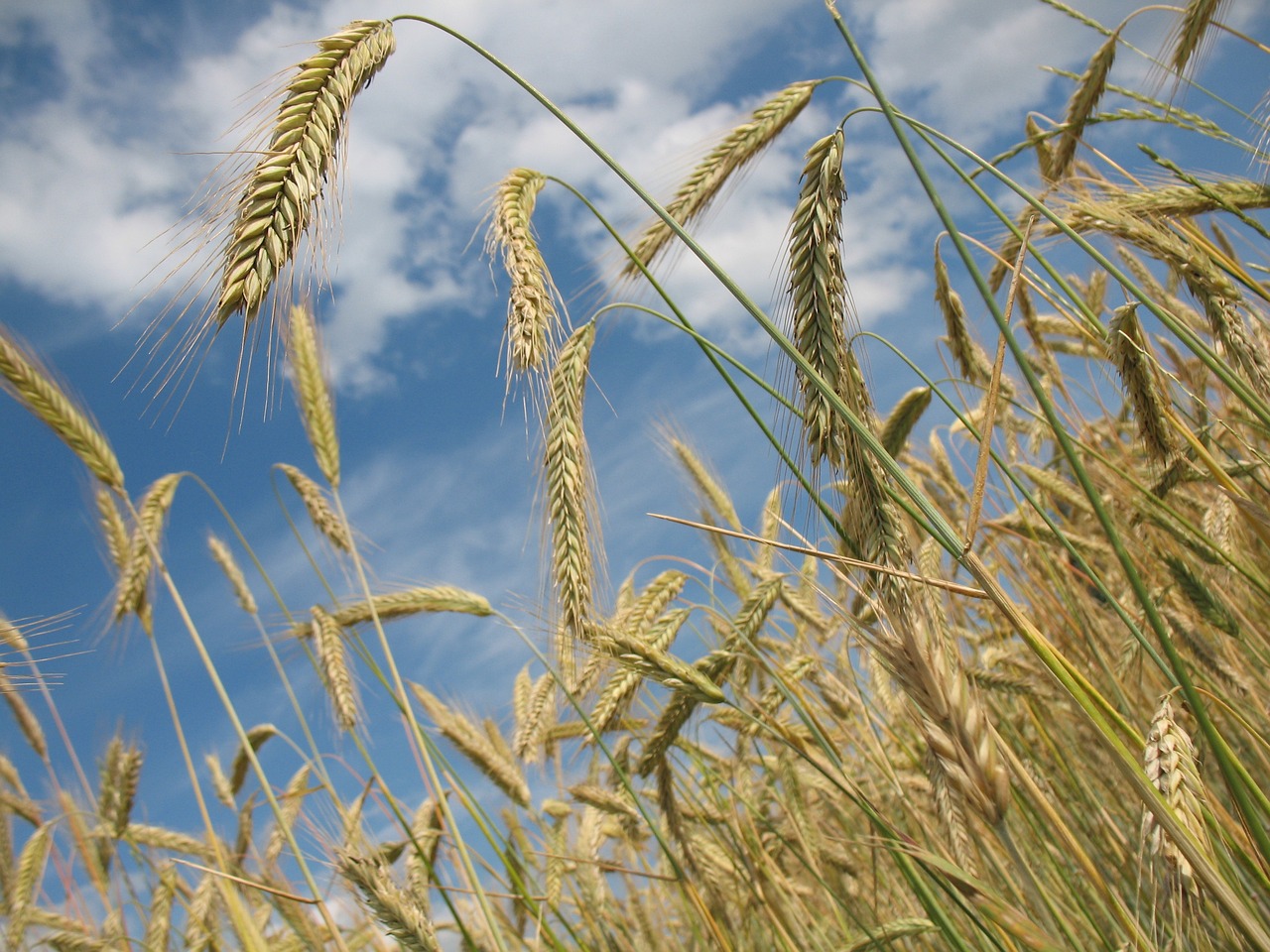 Wheat Popping Higher at Midweek