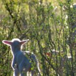 Sheep’s natural windbreaks are often removed but a solution is taking root