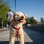 America’s favorite dog breed is almost definitely not what you’d expect