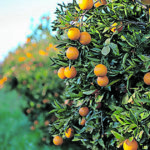 Robust SA agricultural exports to US in second quarter of 2025