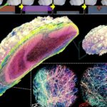 Mesoscale volumetric fluorescence imaging at nanoscale resolution by photochemical sectioning | Science
