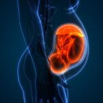 Robot wombs and real progress of fertility treatments