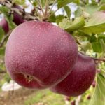 For the first time, Americans will experience this homegrown WA apple