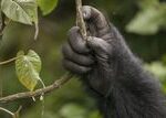 Long Thumbs and Large Brains Co-Evolved in Primates, Giving Humans Our Most Unique Traits