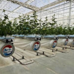 Saudi Greenhouse Training Ignites Smart Farming Revolution