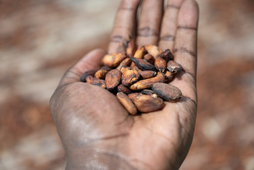Cocoa crisis: How politics and harvests could impact the sector