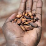 Cocoa crisis: How politics and harvests could impact the sector