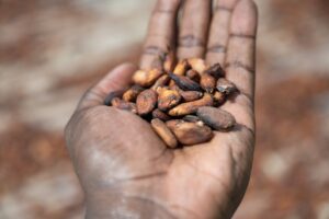 Cocoa crisis: How politics and harvests could impact the sector