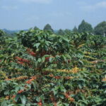 Govt Grants Exclusive Coffee Export Licenses to 10 Companies