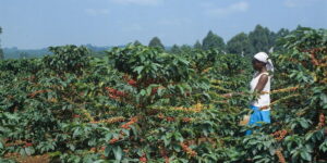 Govt Grants Exclusive Coffee Export Licenses to 10 Companies