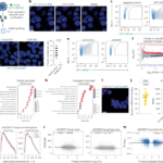 Selective RNA sequestration in biomolecular condensates directs cell fate transitions