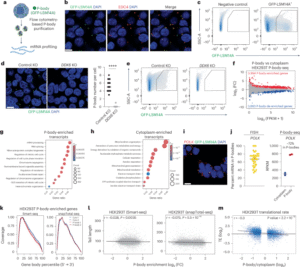 Selective RNA sequestration in biomolecular condensates directs cell fate transitions