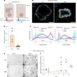 A single-chain derivative of an integrin-activating antibody potentiates organoid growth in Matrigel and collagen hydrogels