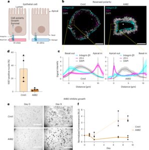 A single-chain derivative of an integrin-activating antibody potentiates organoid growth in Matrigel and collagen hydrogels