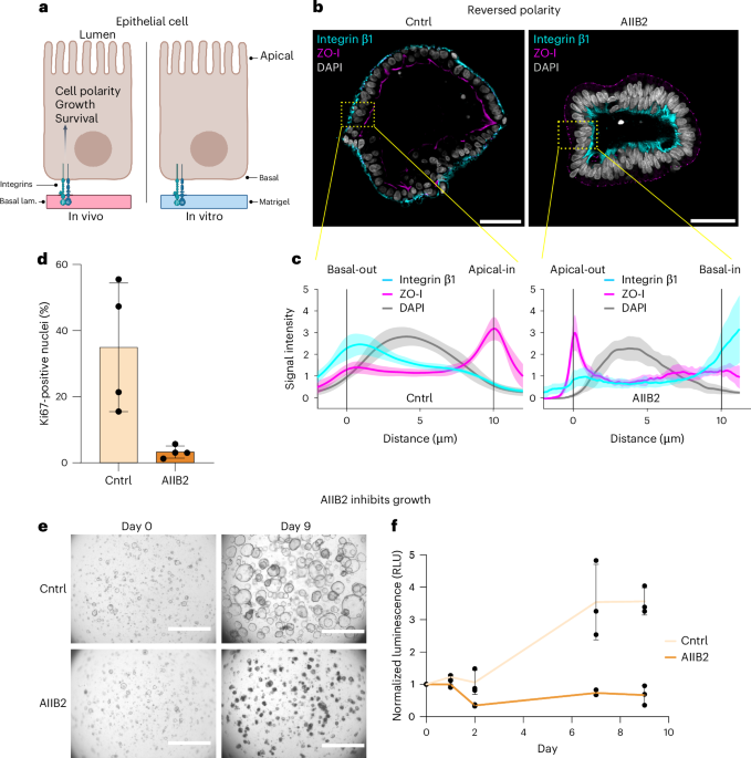 A single-chain derivative of an integrin-activating antibody potentiates organoid growth in Matrigel and collagen hydrogels