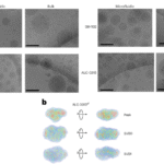 Solution biophysics reveals the polydisperse structure of RNA lipid nanoparticles
