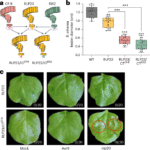 Engineering pattern recognition receptors facilitates plant resistance breeding