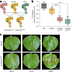 Engineering pattern recognition receptors facilitates plant resistance breeding