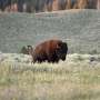 Bison herds ‘reawaken’ Yellowstone’s prairies
