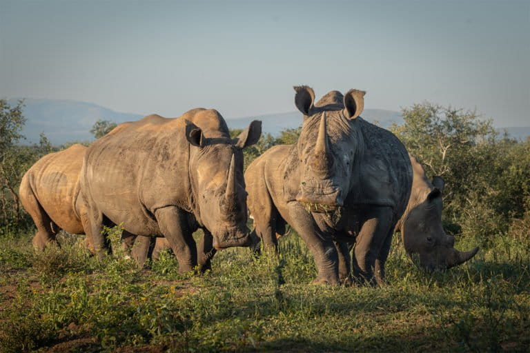 Rhino breeder John Hume accused of horn trafficking, arrested in South Africa