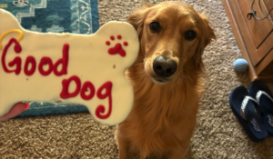 Morning Minute: Dogs Don’t Care About Your Politics