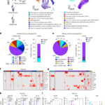 Mesenchymal thymic niche cells enable regeneration of the adult thymus and T cell immunity