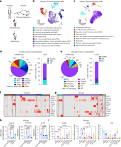 Mesenchymal thymic niche cells enable regeneration of the adult thymus and T cell immunity