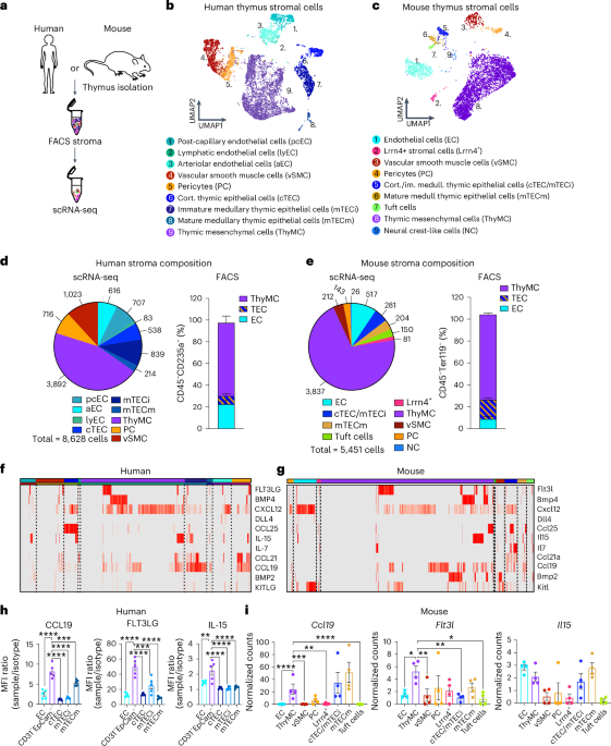 Mesenchymal thymic niche cells enable regeneration of the adult thymus and T cell immunity