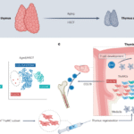 Mesenchymal cells rebuild the thymus