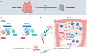 Mesenchymal cells rebuild the thymus
