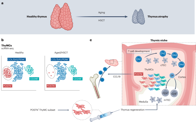 Mesenchymal cells rebuild the thymus