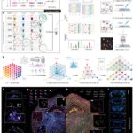 High-plex spatial RNA imaging in one round with conventional microscopes using color-intensity barcodes