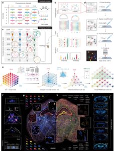 High-plex spatial RNA imaging in one round with conventional microscopes using color-intensity barcodes