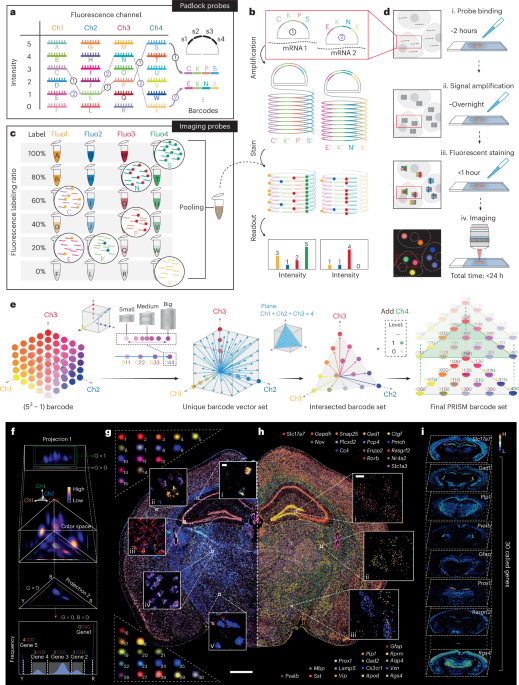 High-plex spatial RNA imaging in one round with conventional microscopes using color-intensity barcodes