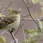 A rare South American bird took a wrong turn towards Florida