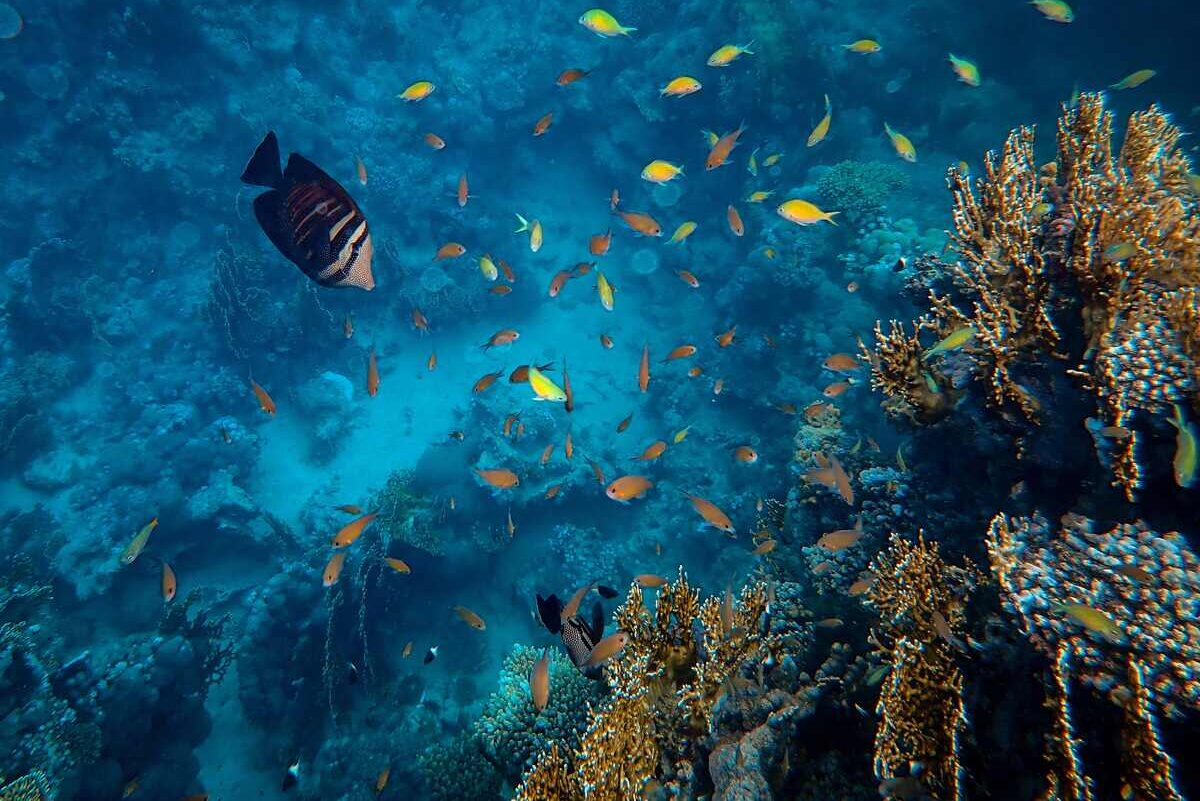 Saudi Arabia Launches Robust Program to Protect Red Sea, Arabian Gulf from Non-Native, Invasive Species