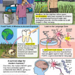 Lead Exposure May Have Influenced Evolution of Human Brain, Behavior, and Development of Language