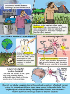 Lead Exposure May Have Influenced Evolution of Human Brain, Behavior, and Development of Language