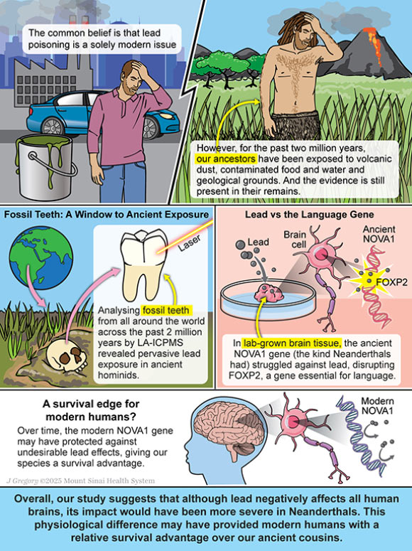 Lead Exposure May Have Influenced Evolution of Human Brain, Behavior, and Development of Language