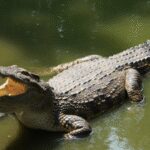 American influencer slammed over risky crocodile-wrestling selfie stunt