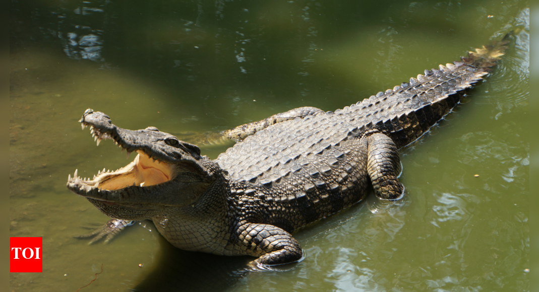 American influencer slammed over risky crocodile-wrestling selfie stunt
