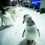 Campaigners urge release of gentoo penguins kept at London aquarium