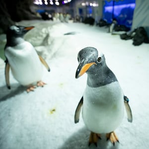 Campaigners urge release of gentoo penguins kept at London aquarium