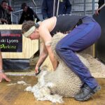 Woman shears 502 merino lambs in nine hours to claim world record