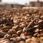 Cocoa Prices Sharply Lower on the Prospects for Ample Global Supplies