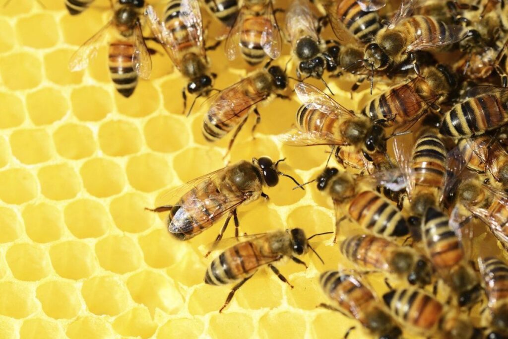 South Africa moves to strengthen beekeeping sector