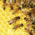 South Africa moves to strengthen beekeeping sector
